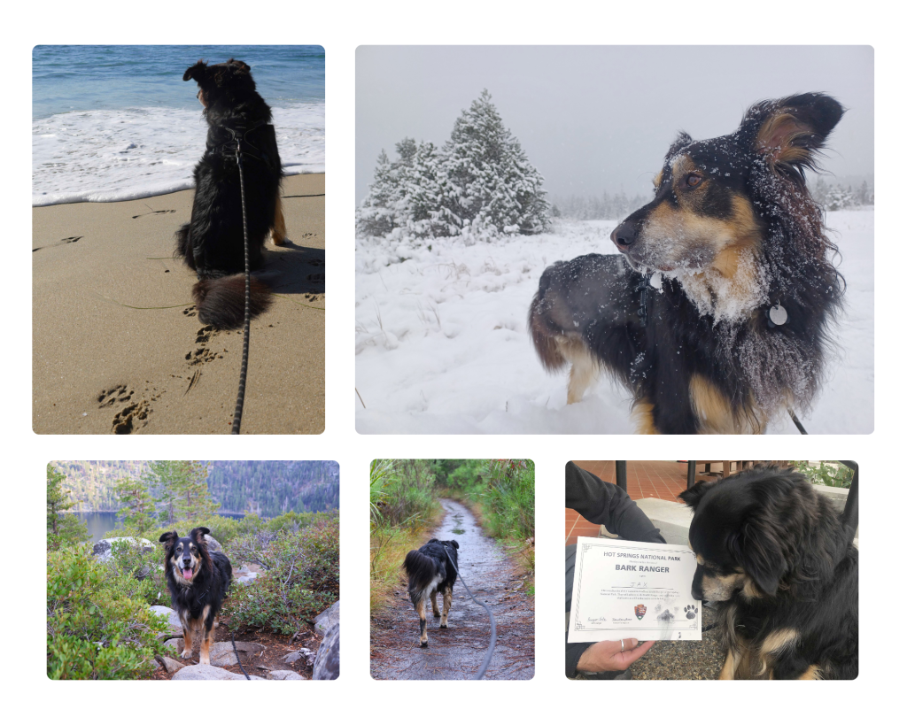 A photo collage with 6 photos of a german shepherd in various locations around the US.