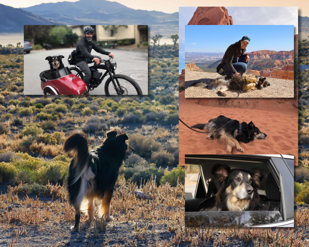 A photo collage with 6 photos of a german shepherd in various locations around the US overlapping each other in a layered style collage